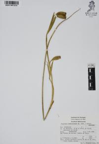 Tigridia rzedowskiana image
